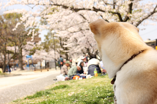 f:id:iengmwk:20180330170449j:image