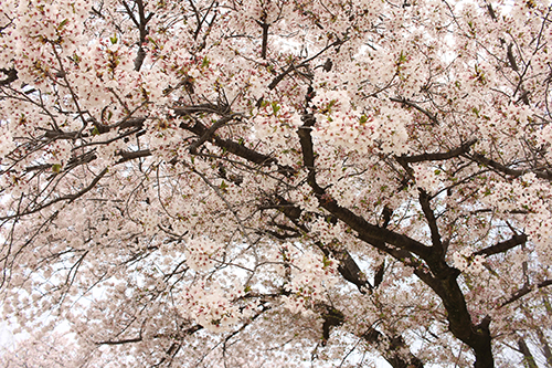 f:id:iengmwk:20180402085913j:image