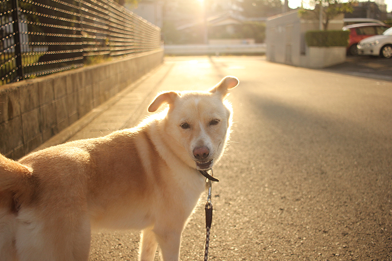 f:id:iengmwk:20180905094155j:image