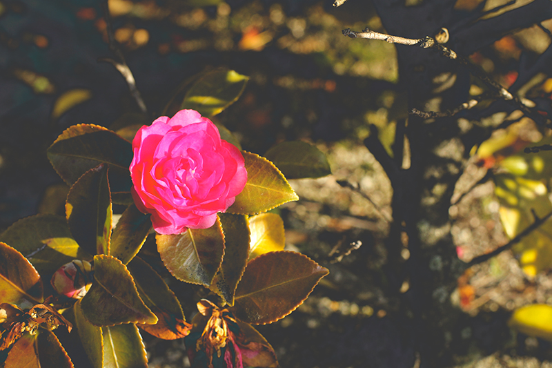f:id:iengmwk:20190212142703j:plain f:id:iengmwk:20190212142703j:plain