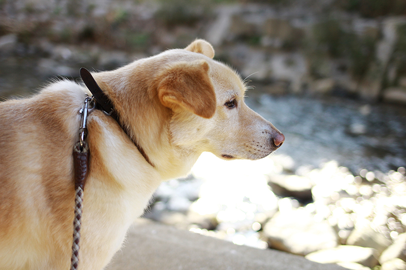 f:id:iengmwk:20190315083908j:plain