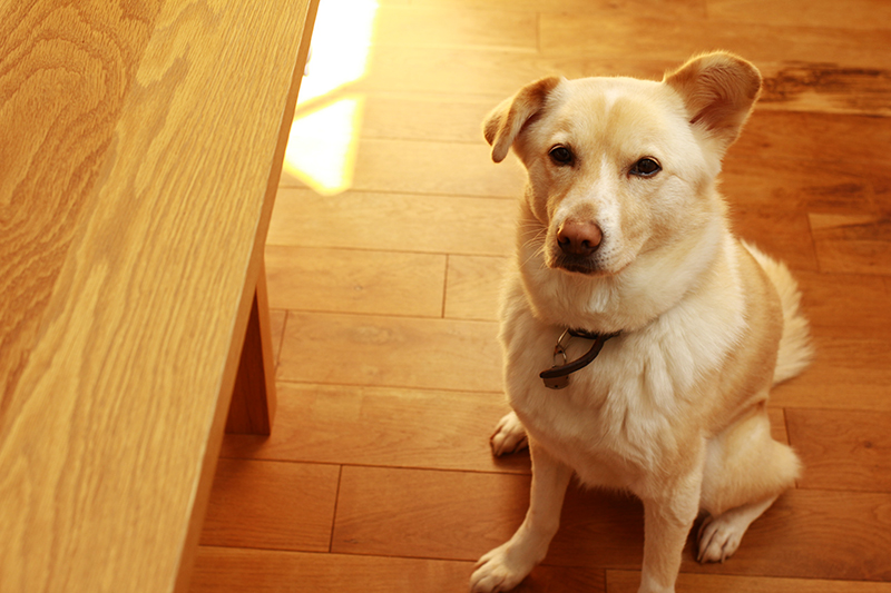 f:id:iengmwk:20190315083918j:plain f:id:iengmwk:20190315083918j:plain