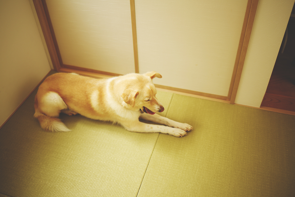 f:id:iengmwk:20190717121704j:plain