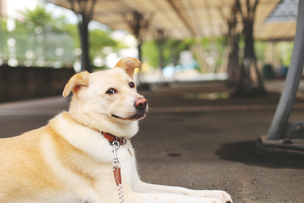 f:id:iengmwk:20190809181051j:plain