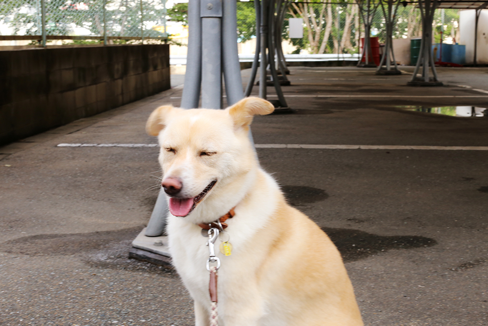f:id:iengmwk:20190809181112j:plain