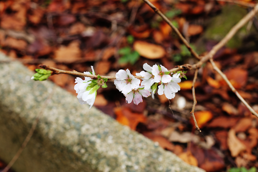 f:id:iengmwk:20191021100453j:plain f:id:iengmwk:20191021100453j:plain