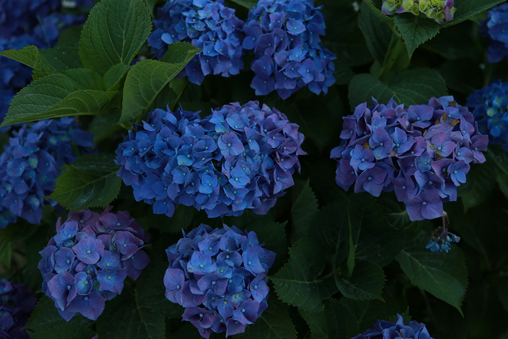 f:id:iengmwk:20200610091624j:plain