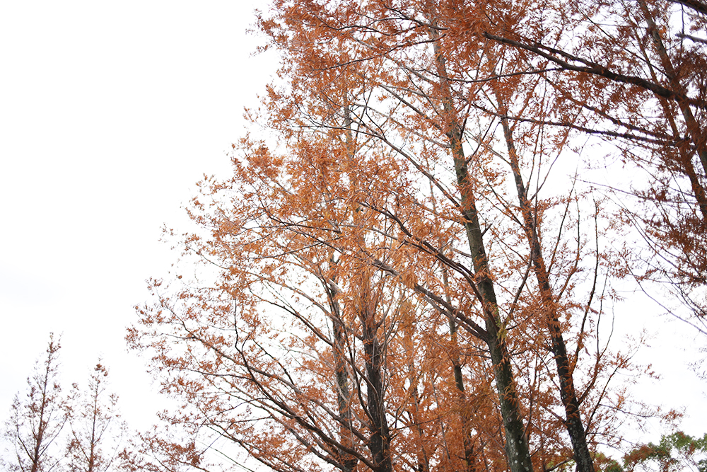 f:id:iengmwk:20201211110147j:plain