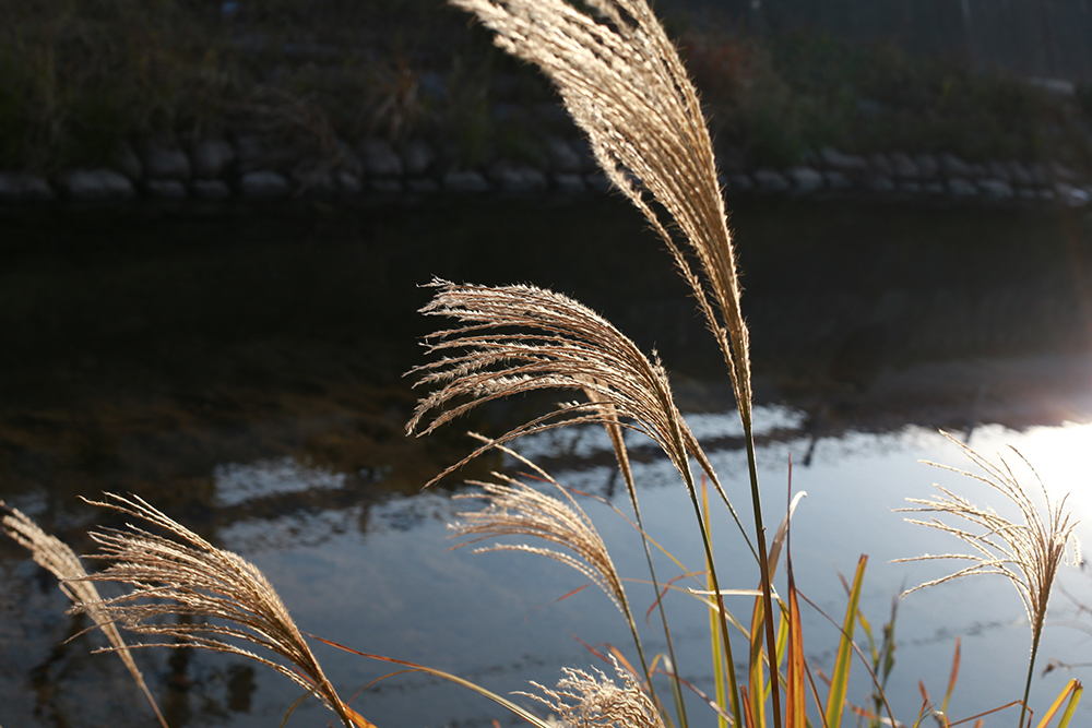 f:id:iengmwk:20201223115742j:plain