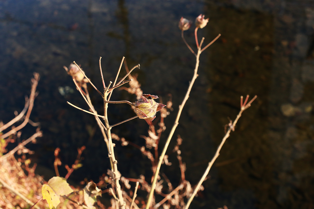 f:id:iengmwk:20201223115745j:plain