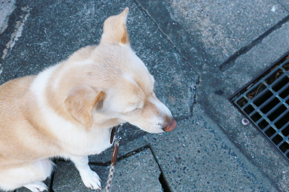 f:id:iengmwk:20201223115748j:plain