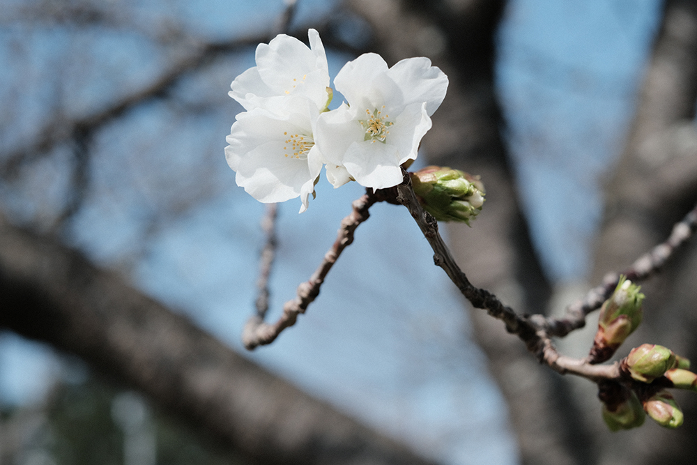 f:id:iengmwk:20210311071642j:plain