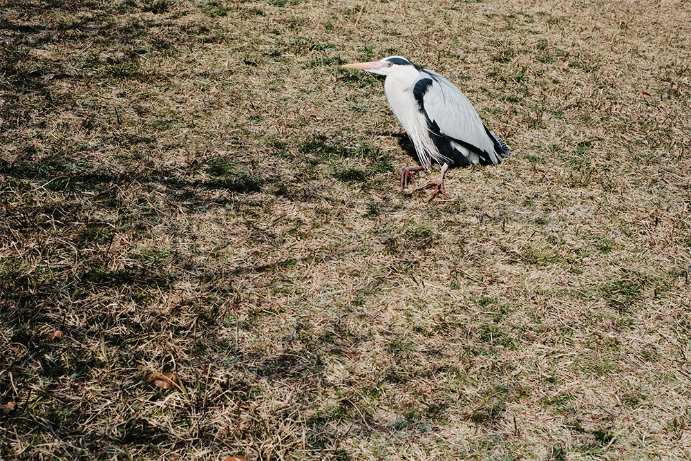 f:id:iengmwk:20210311071646j:plain