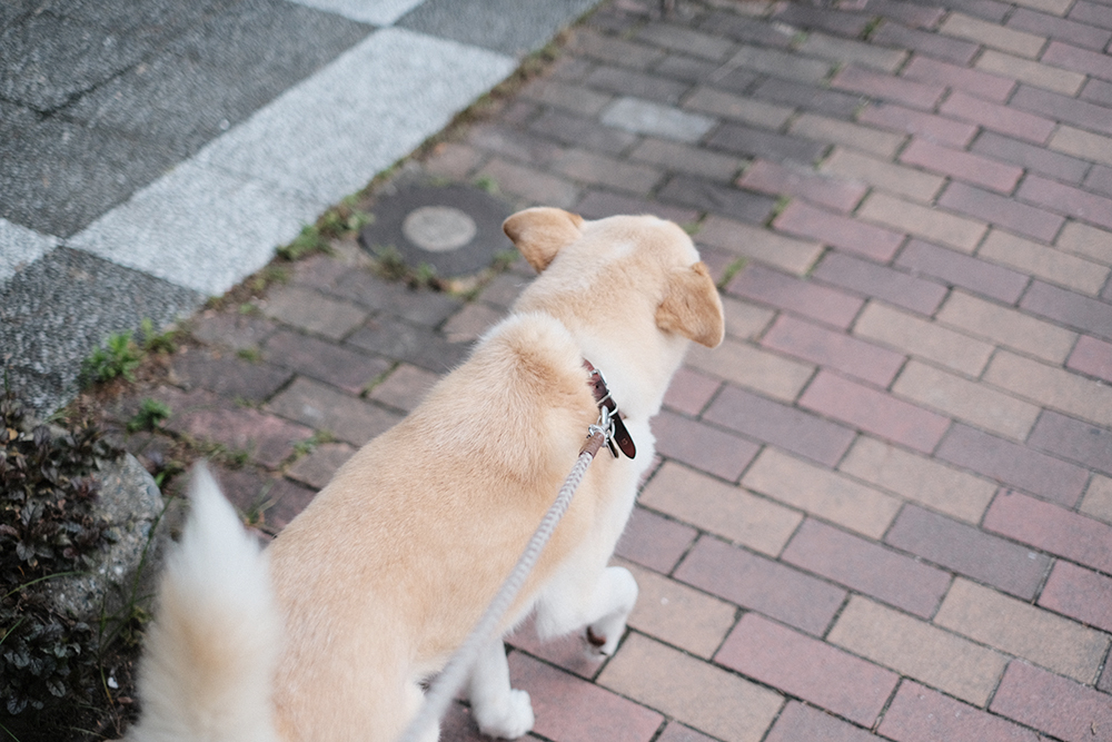 f:id:iengmwk:20210531092655j:plain