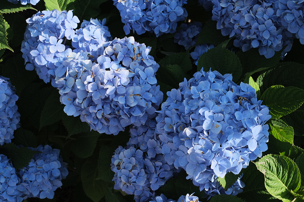 f:id:iengmwk:20210628055124j:plain