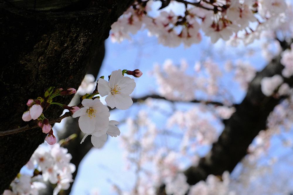 f:id:iengmwk:20220402162814j:plain