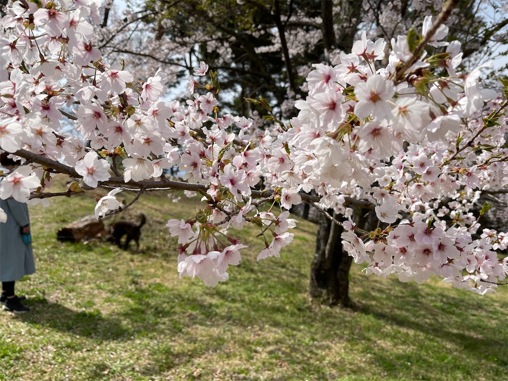 f:id:ieotateru:20210409163440j:image