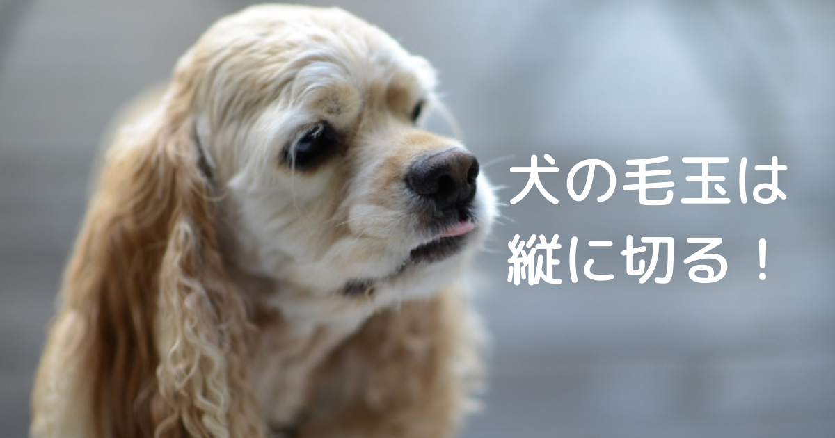 犬の毛玉は縦に切る お家でできるガタガタにならない毛玉の取り方 子育てママの家づくり