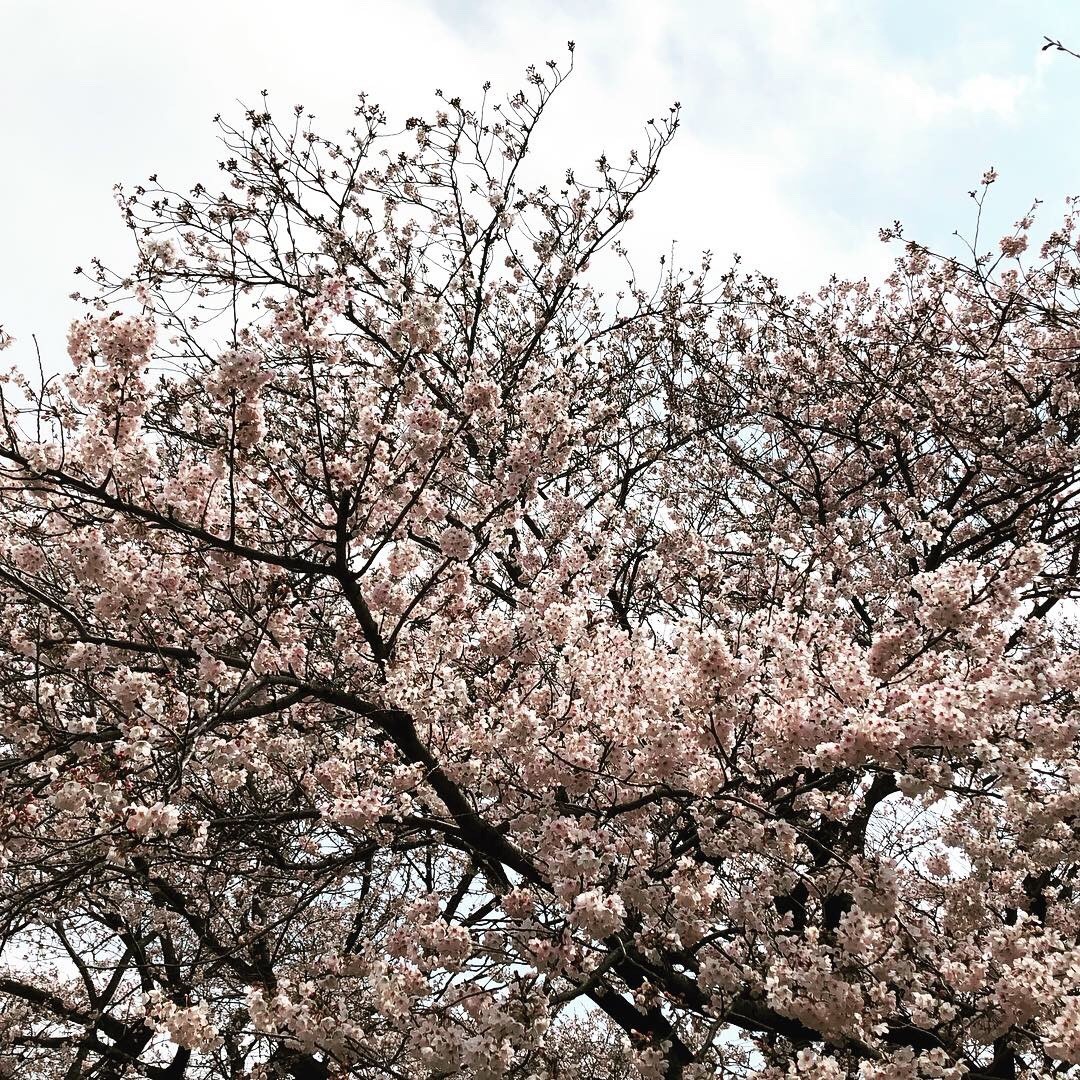 f:id:ieyagi:20190405161155j:plain