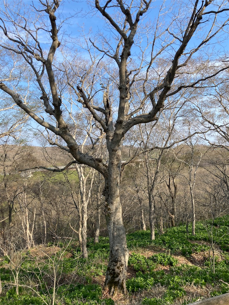 f:id:ifuwari:20250513114918j:image