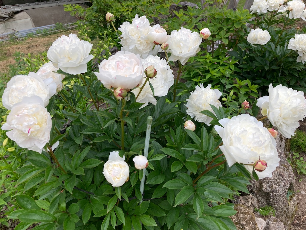 f:id:ifuwari:20250706220959j:image