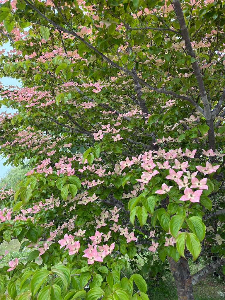 f:id:ifuwari:20260608133526j:image