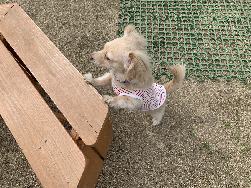 f:id:igadget:20190314215400j:plain f:id:igadget:20190314215400j:plain