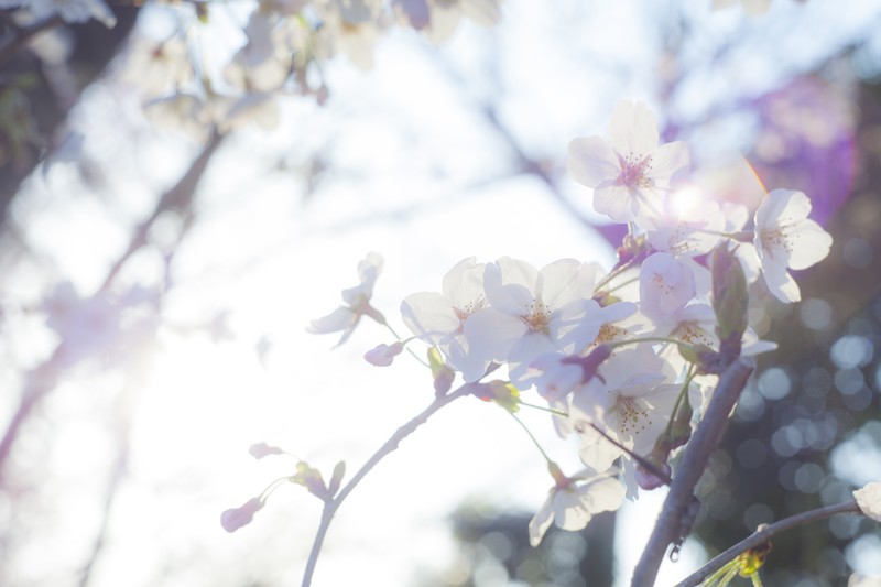 f:id:igadget:20190407155818j:plain f:id:igadget:20190407155818j:plain
