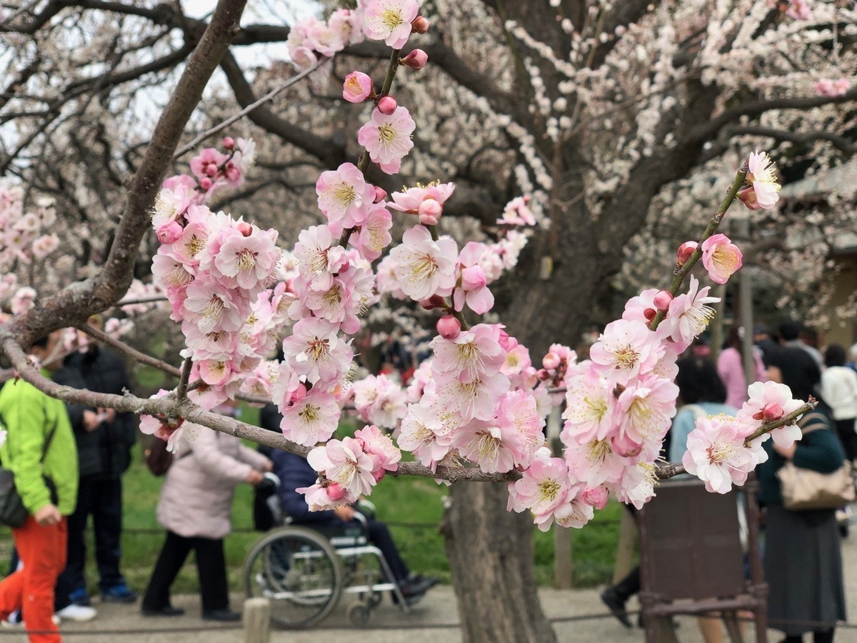 f:id:iganao:20190414180928j:plain
