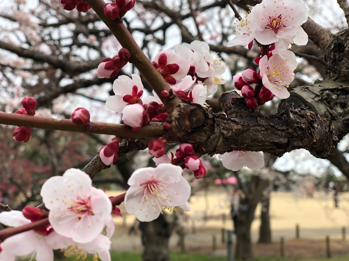 f:id:iganao:20190414181316j:plain
