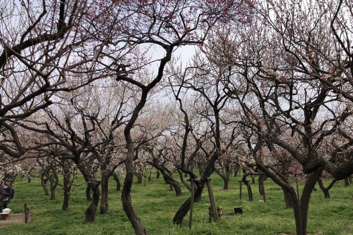 f:id:iganao:20190414182148j:plain