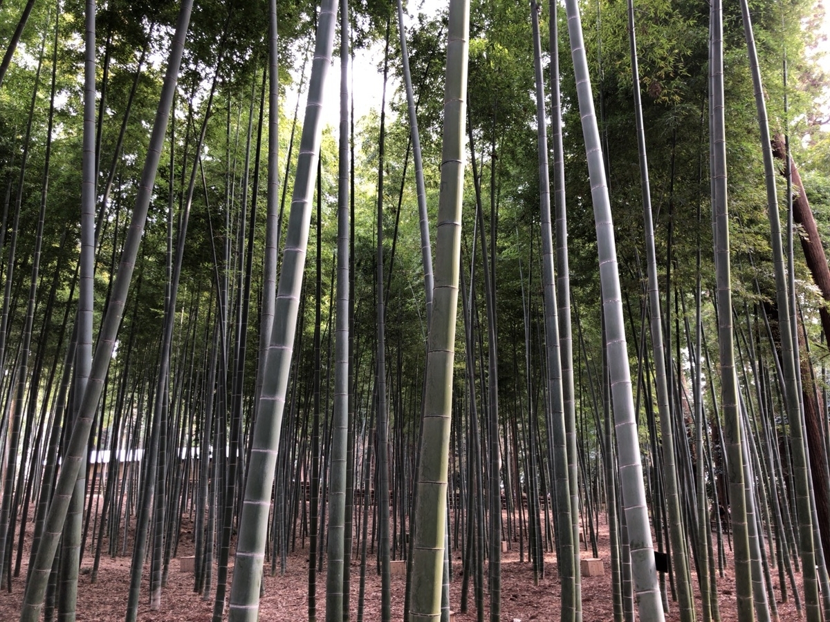 f:id:iganao:20190414183042j:plain