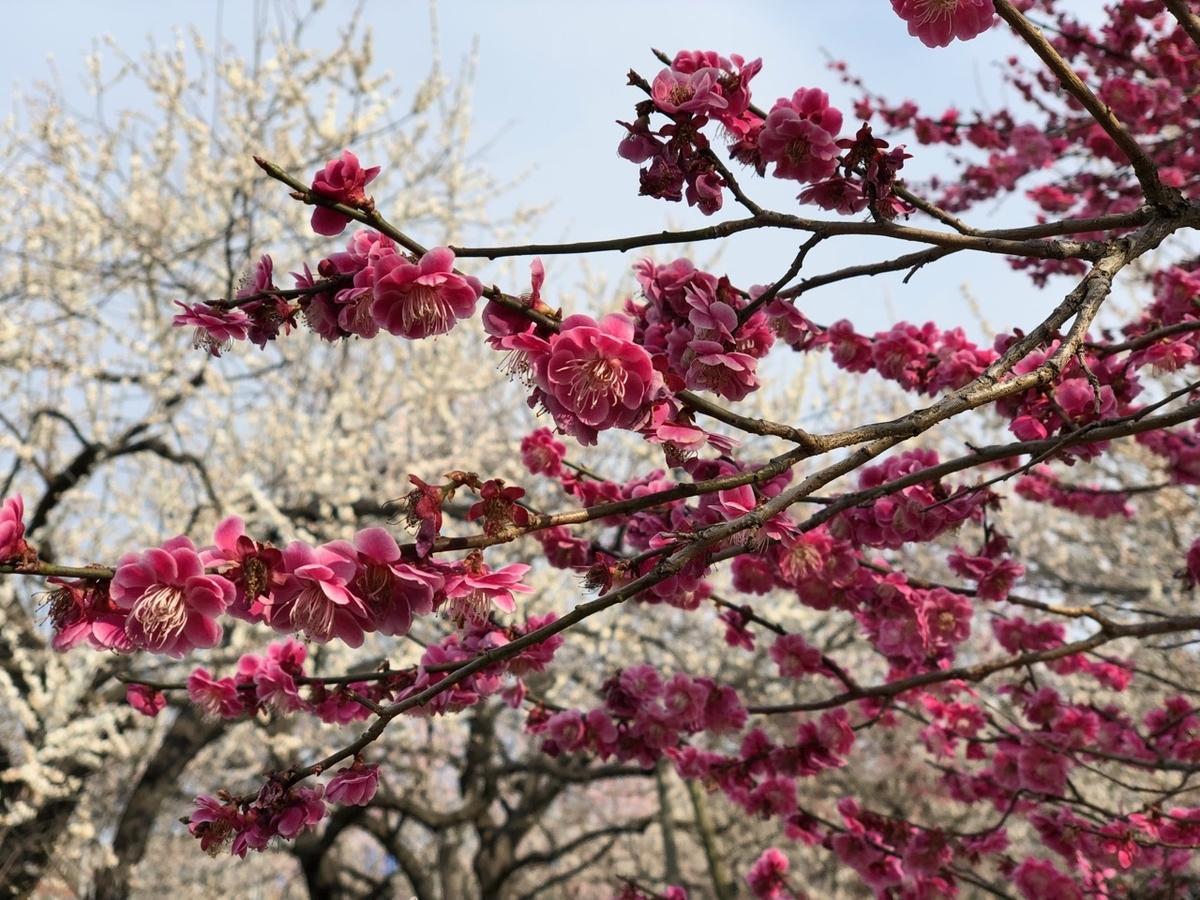 f:id:iganao:20190414183346j:plain