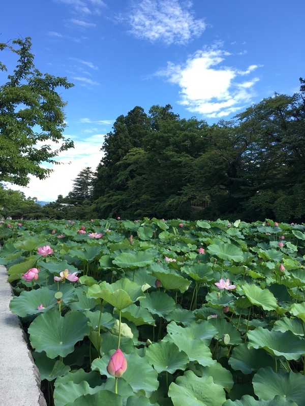 f:id:igarashi-shika-staff:20180905002803j:image