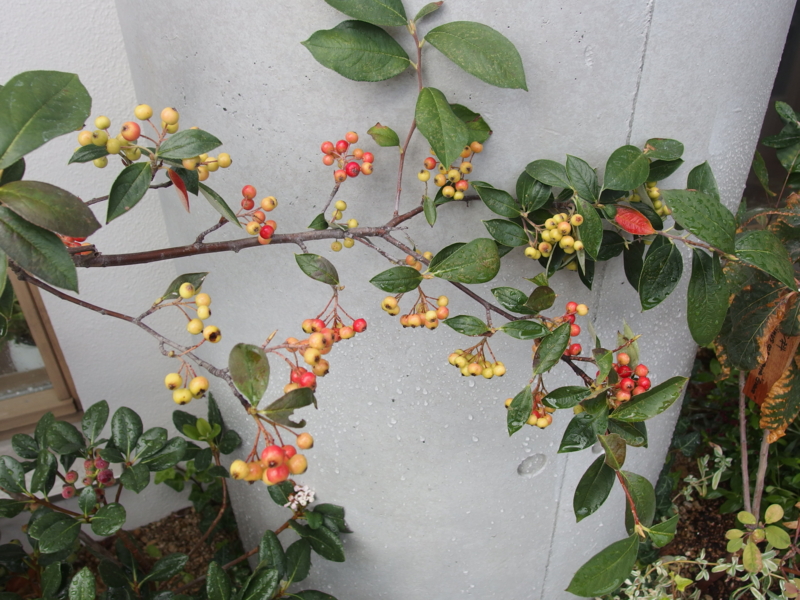 f:id:igarashi-shika:20141006112427j:image:w360