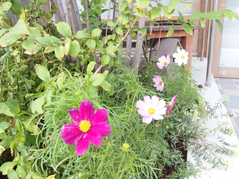 f:id:igarashi-shika:20141006112458j:image:w360