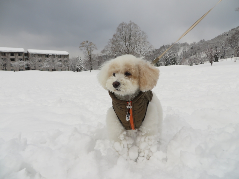 f:id:igarashi-shika:20141231095121j:image:w360