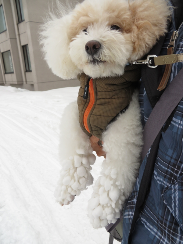 f:id:igarashi-shika:20141231100154j:image:w360