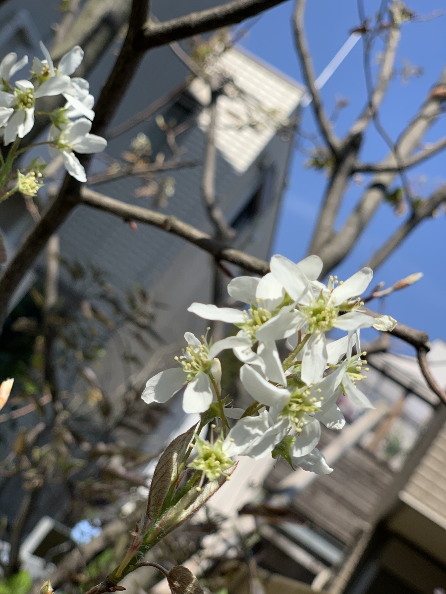 f:id:igarashi-shika:20200415205132j:plain