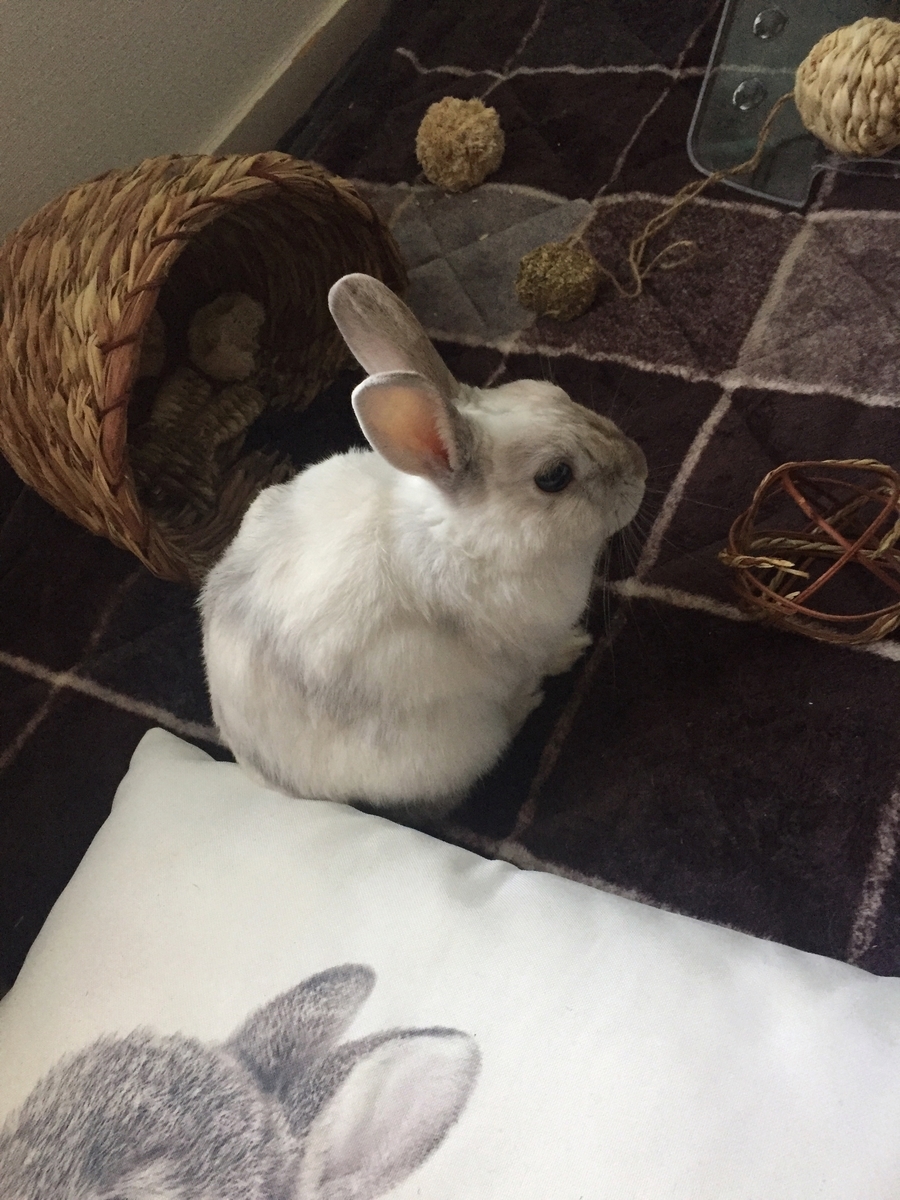 うさぎが太りすぎた うさぎの五十嵐