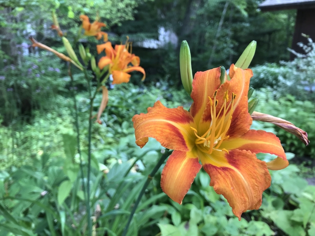f:id:igelkott:20190727210540j:plain f:id:igelkott:20190727210540j:plain