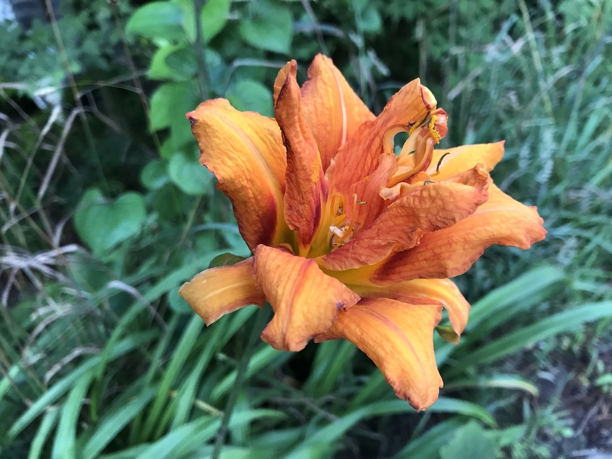f:id:igelkott:20190727210558j:plain f:id:igelkott:20190727210558j:plain