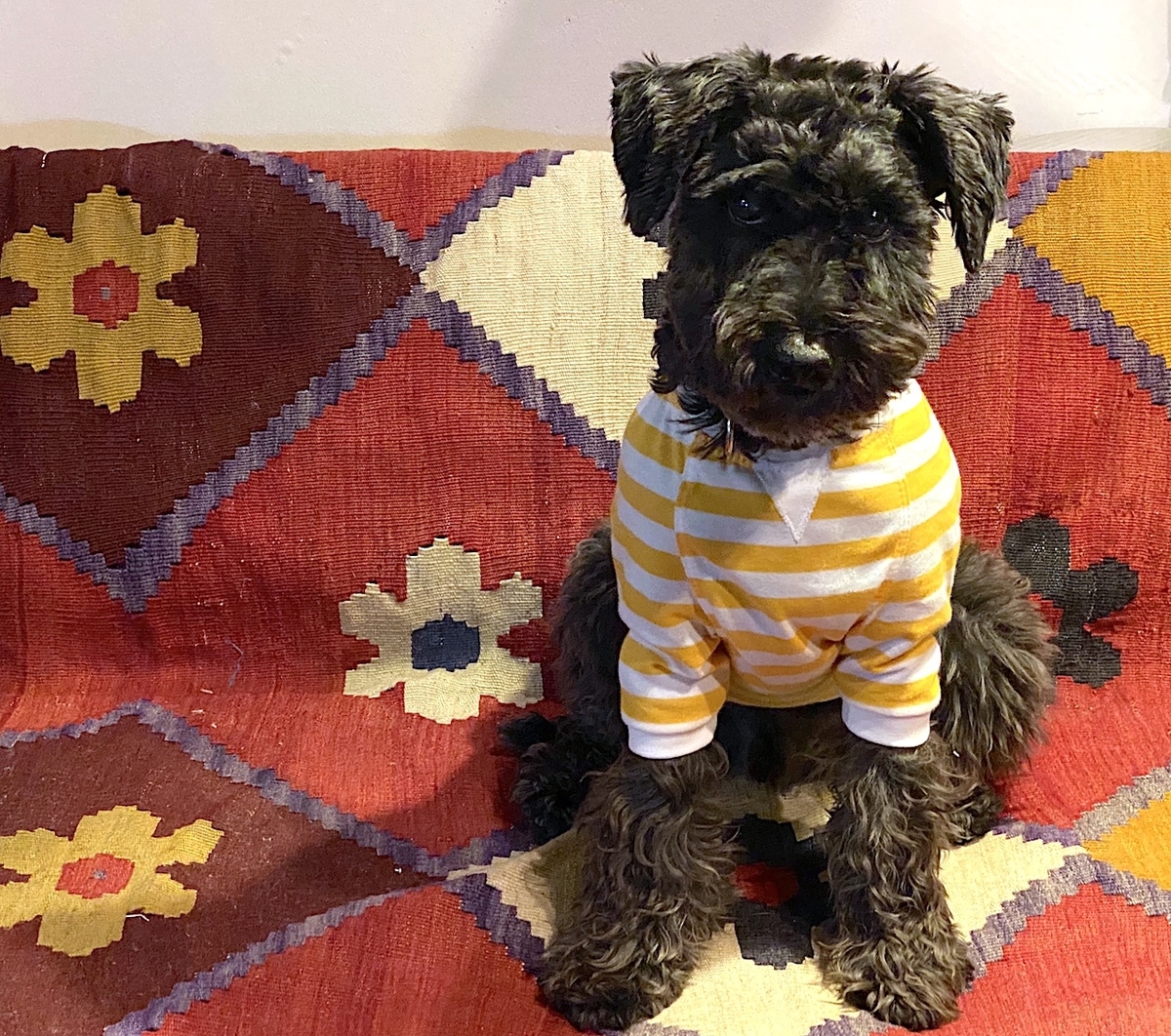 f:id:igelkott:20210522235027j:plain