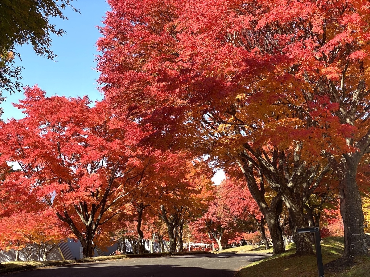 f:id:igelkott:20211104204414j:plain