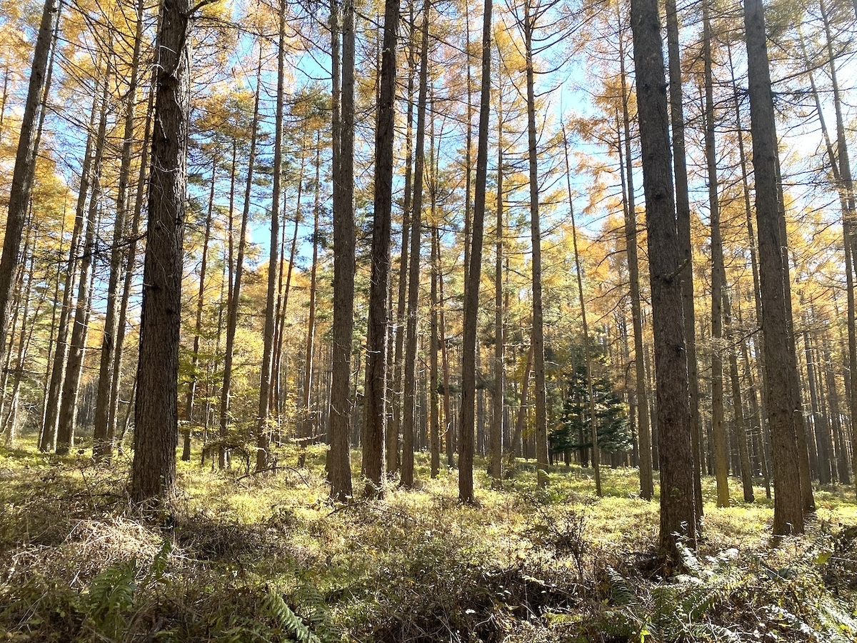 f:id:igelkott:20211104204710j:plain