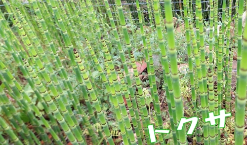 山椒の木🪴の話とムベの挿し木🌿チャレンジ！どうなるかなぁ～🌱 - い