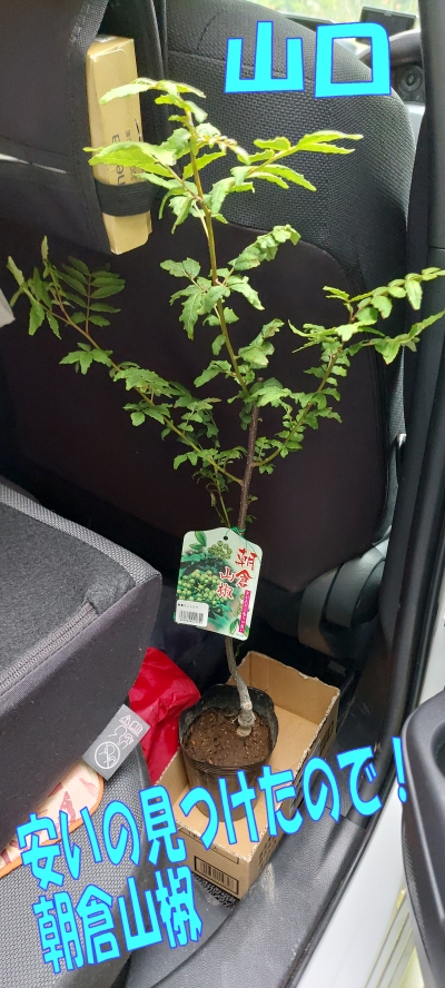 山椒の木🪴の話とムベの挿し木🌿チャレンジ！どうなるかなぁ～🌱 - い