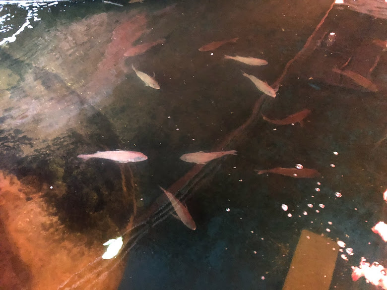 ざうお メニュー ランチ 釣りチケット システム 値段 レビュー