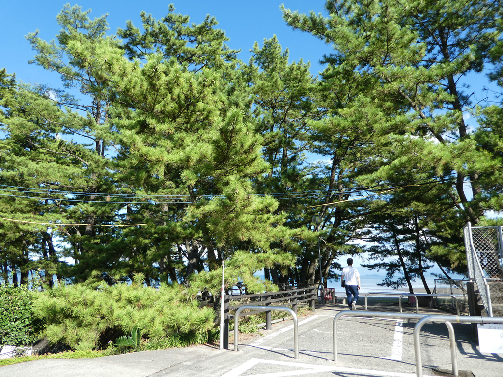 泳がなくても海は楽しい 桜島が見える重富海岸 鹿児島県姶良市 終活行政書士 合原千尋の絵日記 鹿児島市