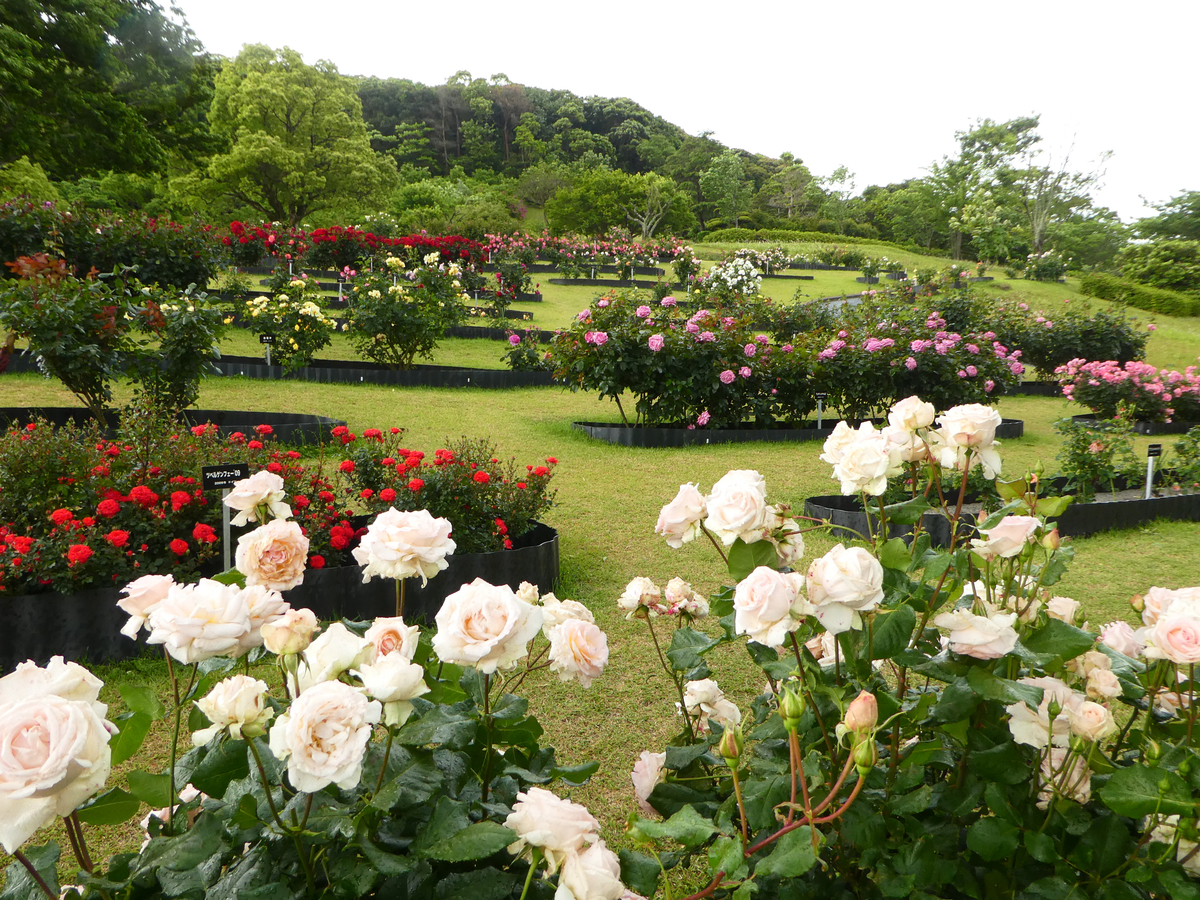 2021　錦江湾公園　バラ